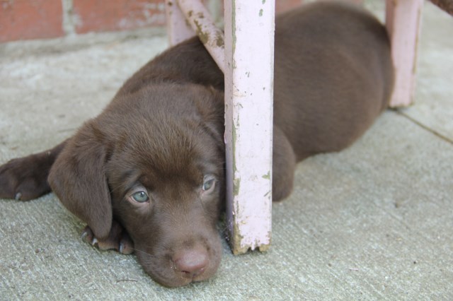 AKC Chocolate Lab Puppies