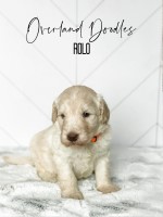 F1B Labradoodles Labradoodle for sale/adoption