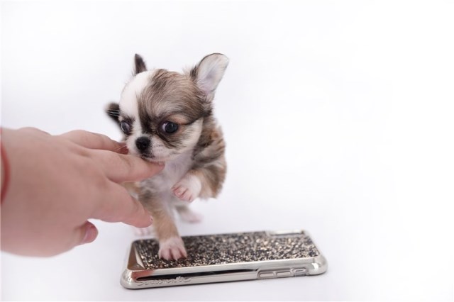 Chihuahua puppy for sale + 56127