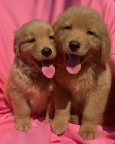 Golden Retriever Puppies