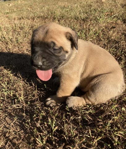 Mastiff puppy for sale + 62423
