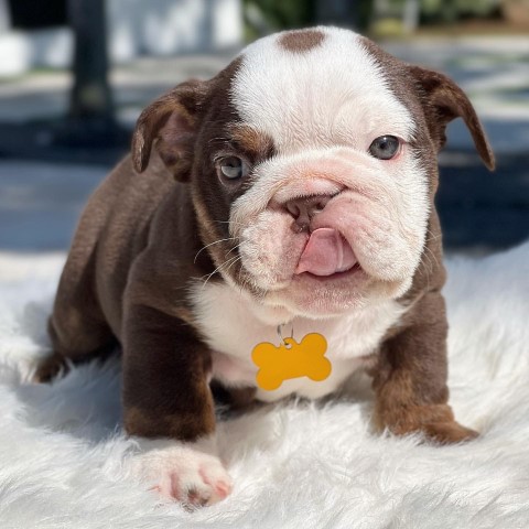 Beautiful English Bulldog pups