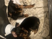 Chorkie 9 week male Yorkshire Terrier for sale/adoption