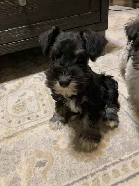 Akc miniature schnauzer male