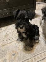 Akc miniature schnauzer male Miniature Schnauzer for sale/adoption