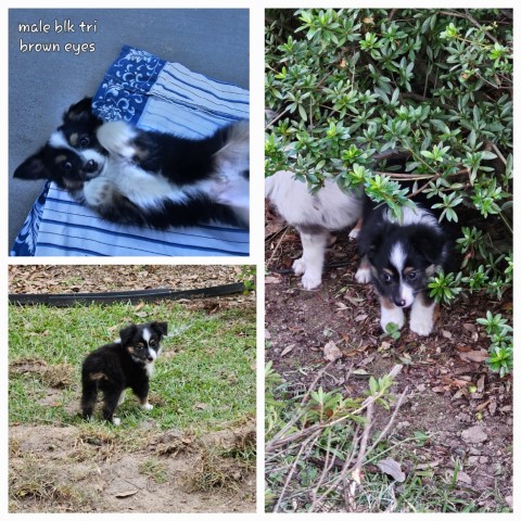 Australian Shepherd Dog puppy for sale + 66185