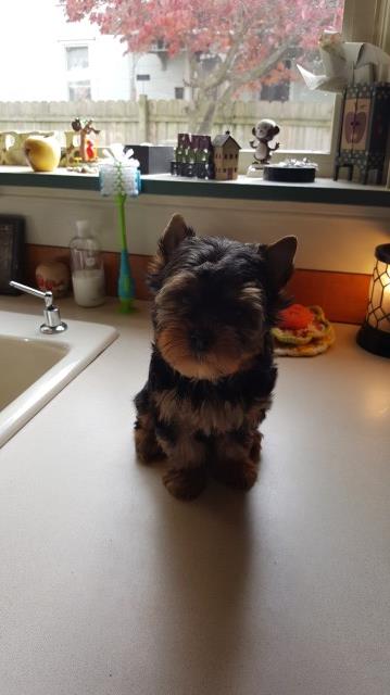 Yorkshire Terrier puppy for sale + 46968