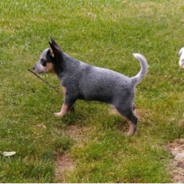 Australian Cattle Dog puppy for sale + 45846