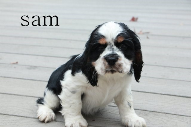 Cavalier King Charles Spaniel puppy for sale + 47956