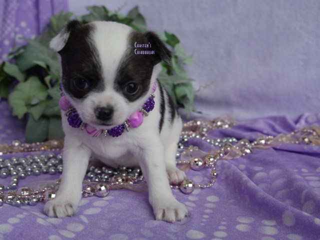 Chihuahua puppy for sale + 61981