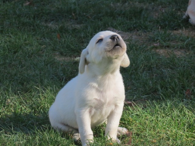 Labrador Retriever puppy for sale + 59257