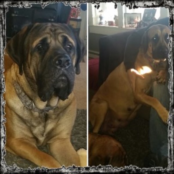 Mr. Jacksons Puppies Coming Soon