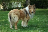 Rough Collie Female for sale Collie for sale/adoption