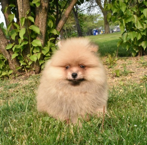 Purebred Pomeranian puppy Boy Miko