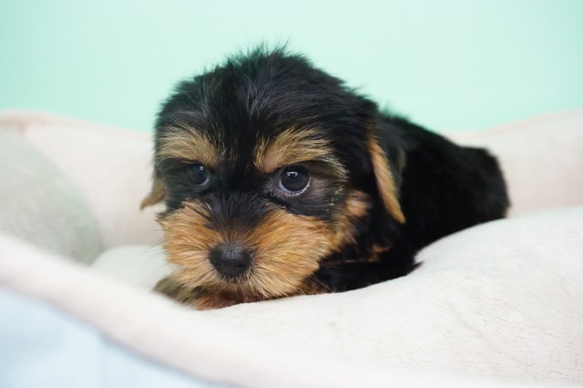 Yorkshire Terrier puppy for sale + 54310