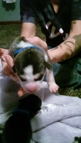 Puppies for sale (shelte/ pure breed husky mix)