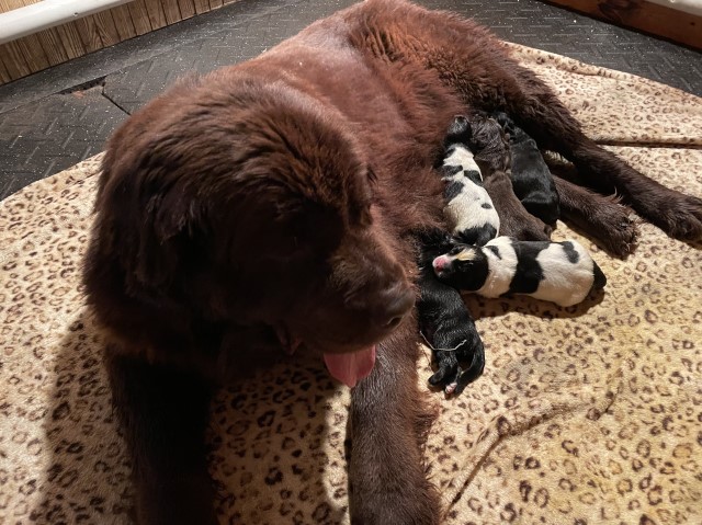 Newfoundland Puppies