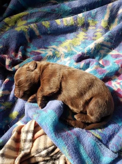 Female Chocolate Lab Puppy 4 for sale