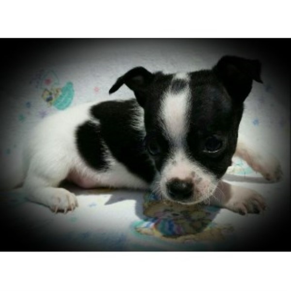Chihuahua puppy for sale + 46601