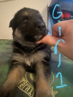 German Shepard Puppies German Shepherd Dog for sale/adoption