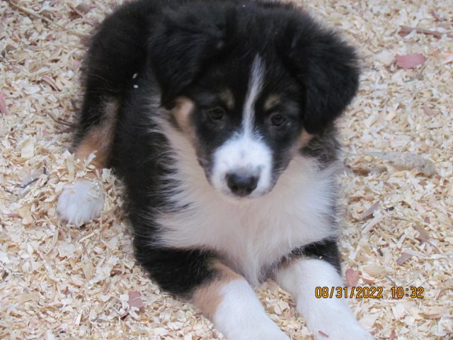 Australian Shepherd Dog puppy for sale + 63873