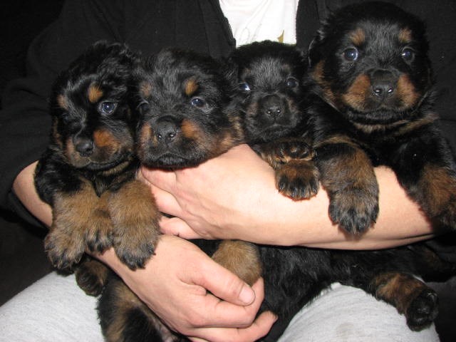 Big Head German Rottweiler Puppies For Sale!!!