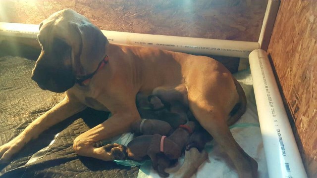 Great Dane puppy for sale + 48033
