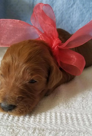 Goldendoodle puppy for sale + 61496