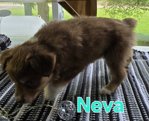 Australian Shepherd Dog puppy for sale + 66571