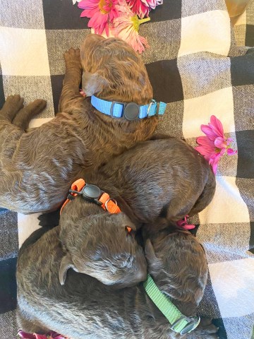 Multigenerational Labradoodle Puppies
