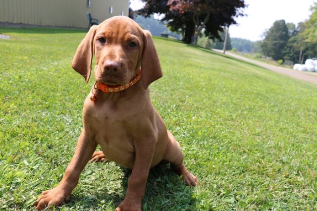 Vizsla puppy for sale + 32192
