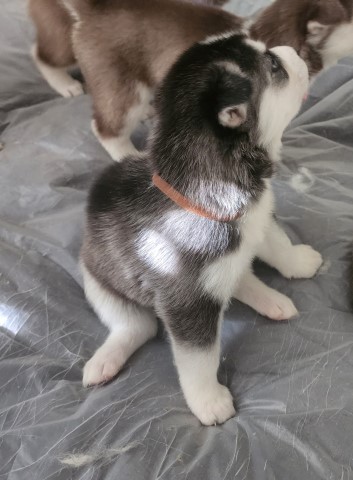 Siberian Husky puppy for sale + 63695