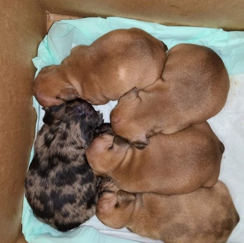 French Bulldog Puppies for sale