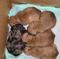 French Bulldog Puppies for sale French Bulldog for sale/adoption