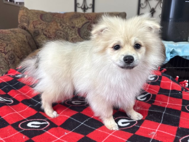 Pomeranian puppy for sale + 66300