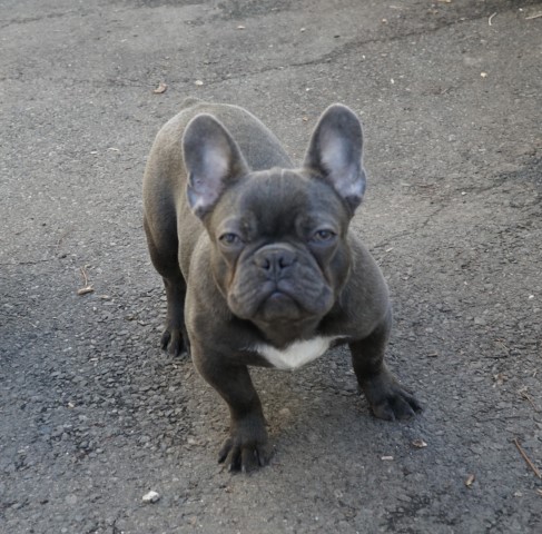 French Bulldog puppy for sale + 64079