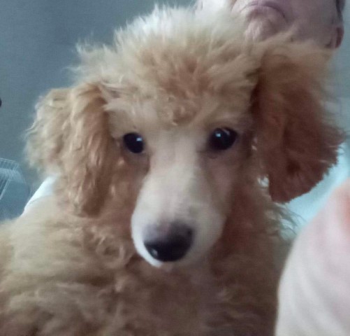 Poodle Toy puppy for sale + 63893