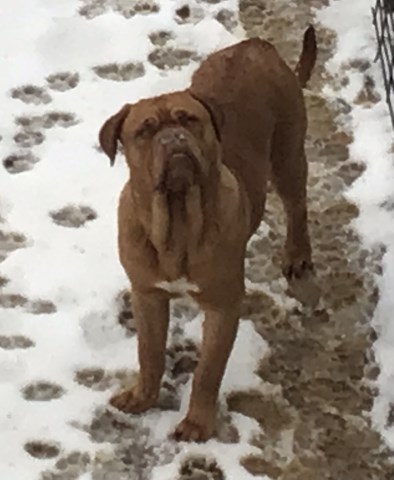 Dogue De Bordeaux puppy for sale + 65997