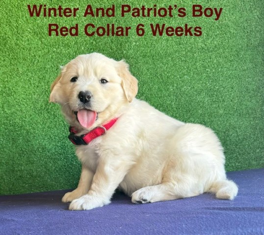 AKC White Labrador Puppies