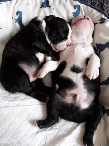 Boston Terrier puppy for sale + 53173