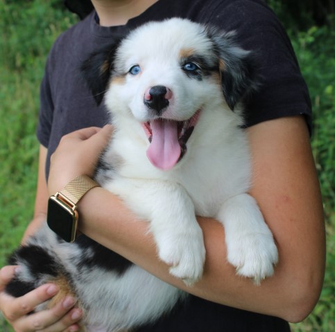 Miniature Australian Shepherd puppy for sale + 65956