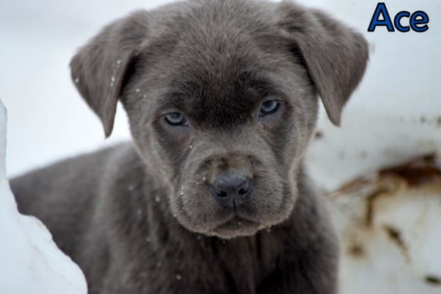 AKC Charcoal & Champagne Labrador Retriever Puppies