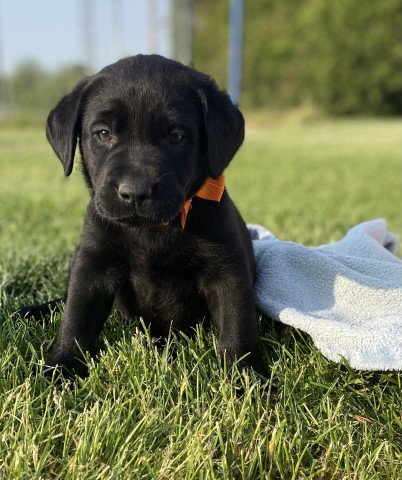 AKC Black & Yellow Labrador retriever Puppies for Sale