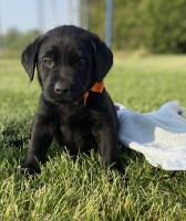 AKC Black & Yellow Labrador retriever Puppies for Sale Labrador Retriever for sale/adoption