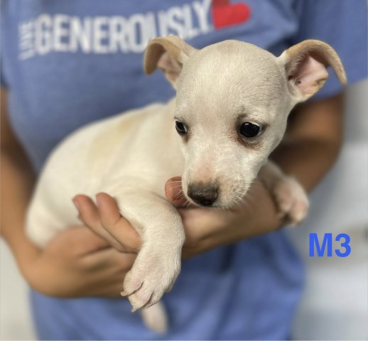 Rat Terrier puppy for sale + 67110