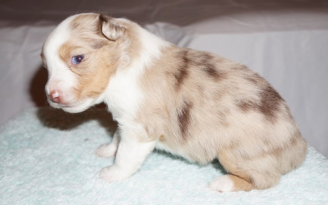 Miniature Australian Shepherd puppy for sale + 50252