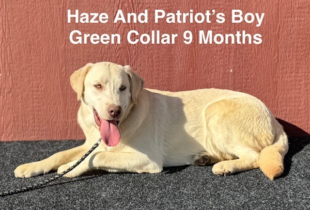 Labrador Retriever puppy for sale + 66610