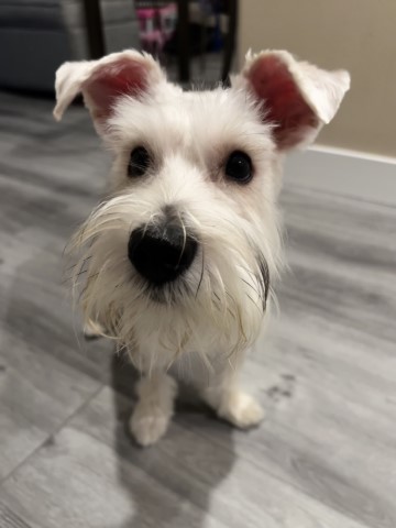 Miniature Schnauzer puppy for sale + 66328