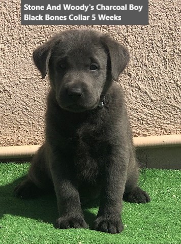 Labrador Retriever puppy for sale + 62316