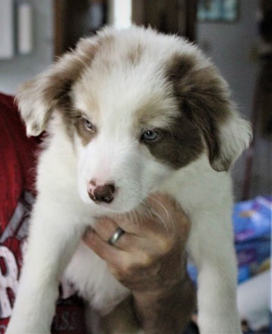 Border Collie Puppies for sale (ABCA registered)